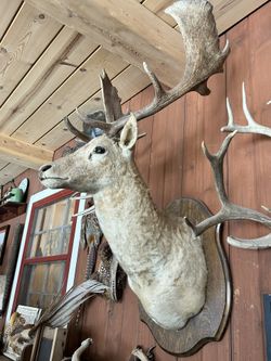 Taxidermy, big buck and small buck