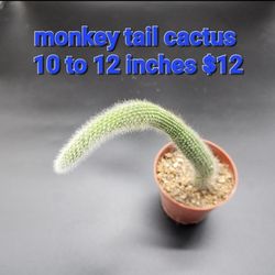 PLANT SALE SATURDAY(TODAY) SUCCULENTS  IN SAN LORENZO STARTS AT NOON (UNTIL 4PM) TODAY