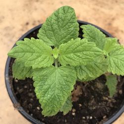 Lemon Balm Plant - 4 inch pot - Essential Oils 