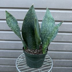 8” Sansiveria Whale Fin Full Pot