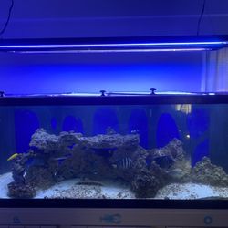 Aquarium For Sale! 180 Gallons ! Everything Must Go!