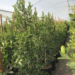 Ficus Laurels 