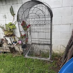 Bird Coge And Stand