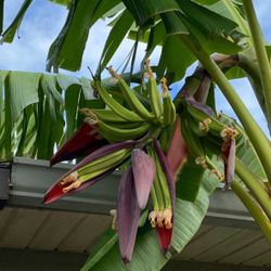 Platano Plants Plantain 