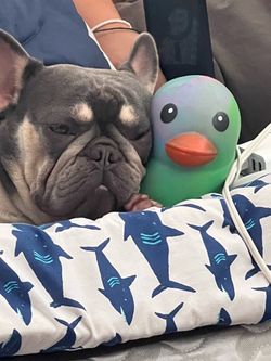 Limited edition dog squishy that dances