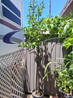 Orange tree