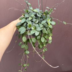 Xl Hoya Mathilde In 6” Pot 