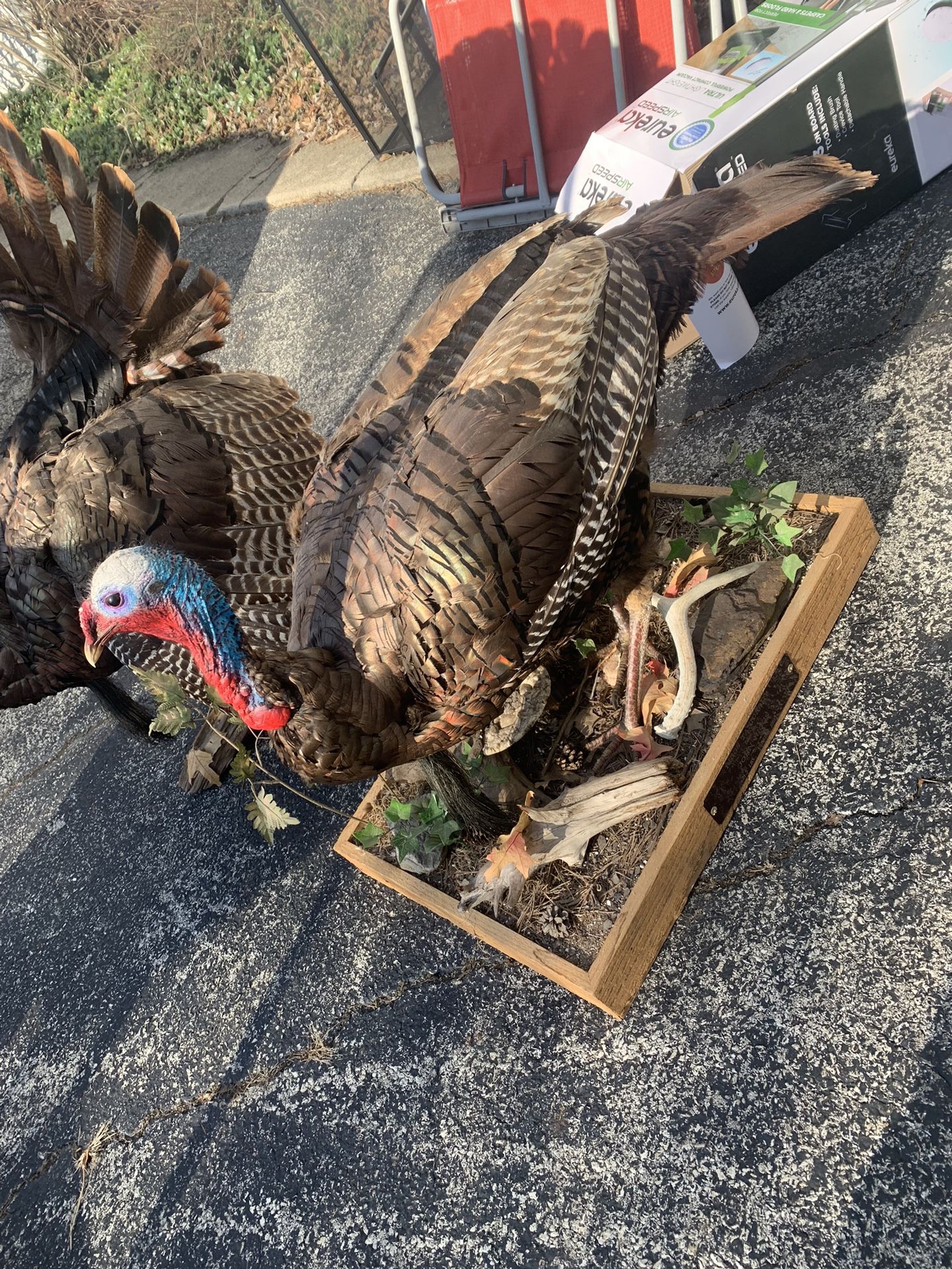 Taxidermy Turkey!! ONLY $100 Obo!!