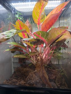 Super Dalmatian Crested gecko enclosure