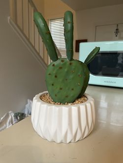 Cactus Plant  Thumbnail
