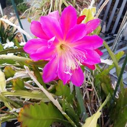 Cuttings Disponibles . $15 A Cutting ..esta Es La flor