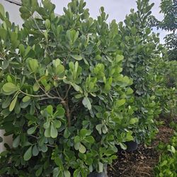 clusias over 7 to 8 feet tall Instant privacy Hedge for fence