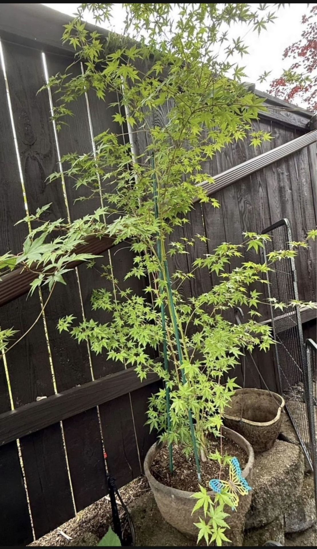 Japanese Maple Tree 5’