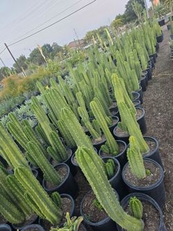 San Pedro Cactus