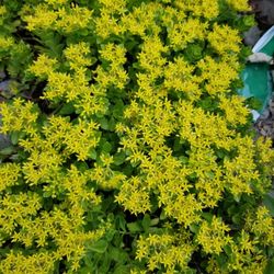 Perennials Plant's Beautiful Velvet Dark Yellow 