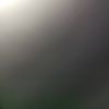 Dee