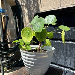 Pilea plant