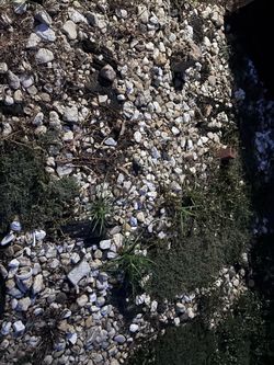 Free rocks