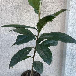 Healthy Loquat Fruit Tree Plant 