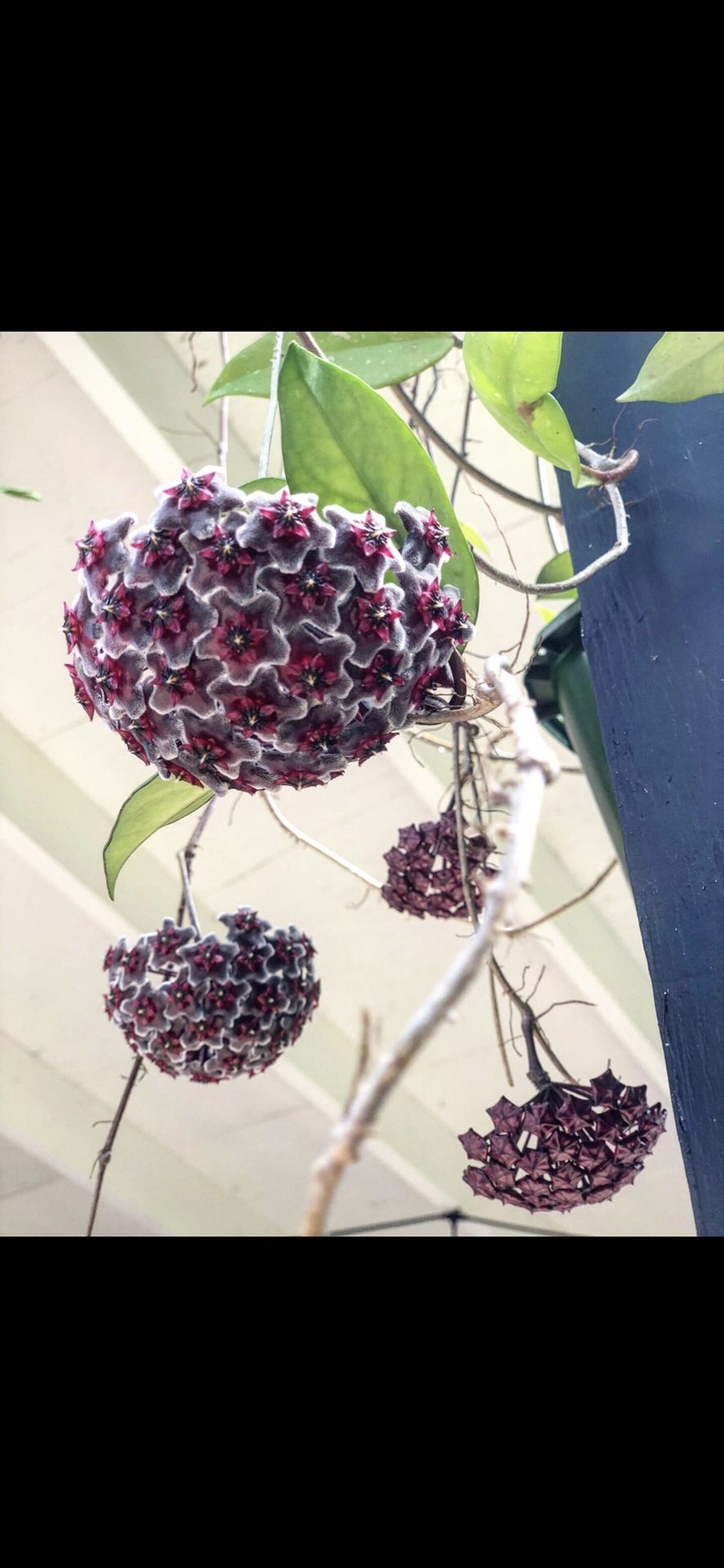 🌸Exotic Hoya plant!🦋