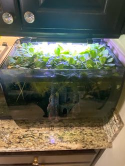 DWARF WATER LETTUCE - FLOATING AQUARIUM FISH TANK POND PLANT