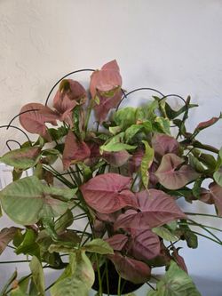 Pink Syngonium