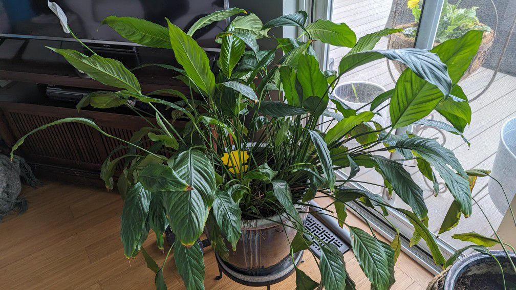 Potted Plant 14"