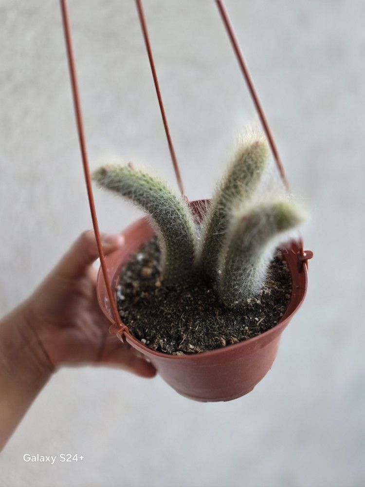 MONKEY TAIL CACTUS