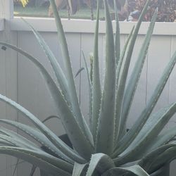 Stunning Mature Aloe Vera Plant 