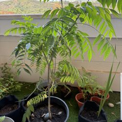 Curry Leaf Plant