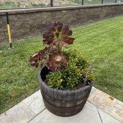 Set of 2 Half Wine Barrel Planters with Succulents