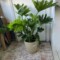 Philodendron Selloum In A 10 Inch Pot “Bay Ridge Brooklyn”