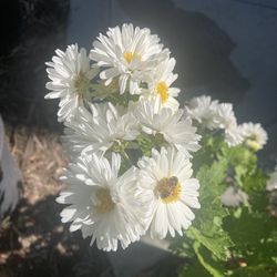 Organic Heirloom Chinese Chrysanthemum For Herbal Tea “Bo Ju Hua” Medicinal Herb Plant