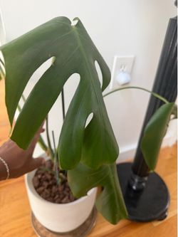 Monstera Deliciosa rooted