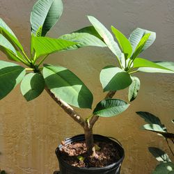 Plumeria Plant