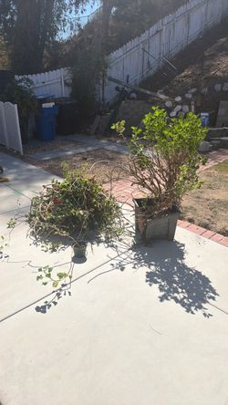 Free geranium and succulent cuttings