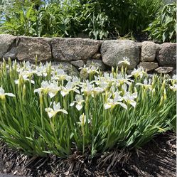 PRETTY SMALL WHITE IRISES