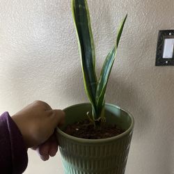 Snake Plant