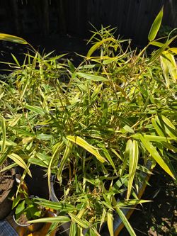 Bamboo plants $5-$20