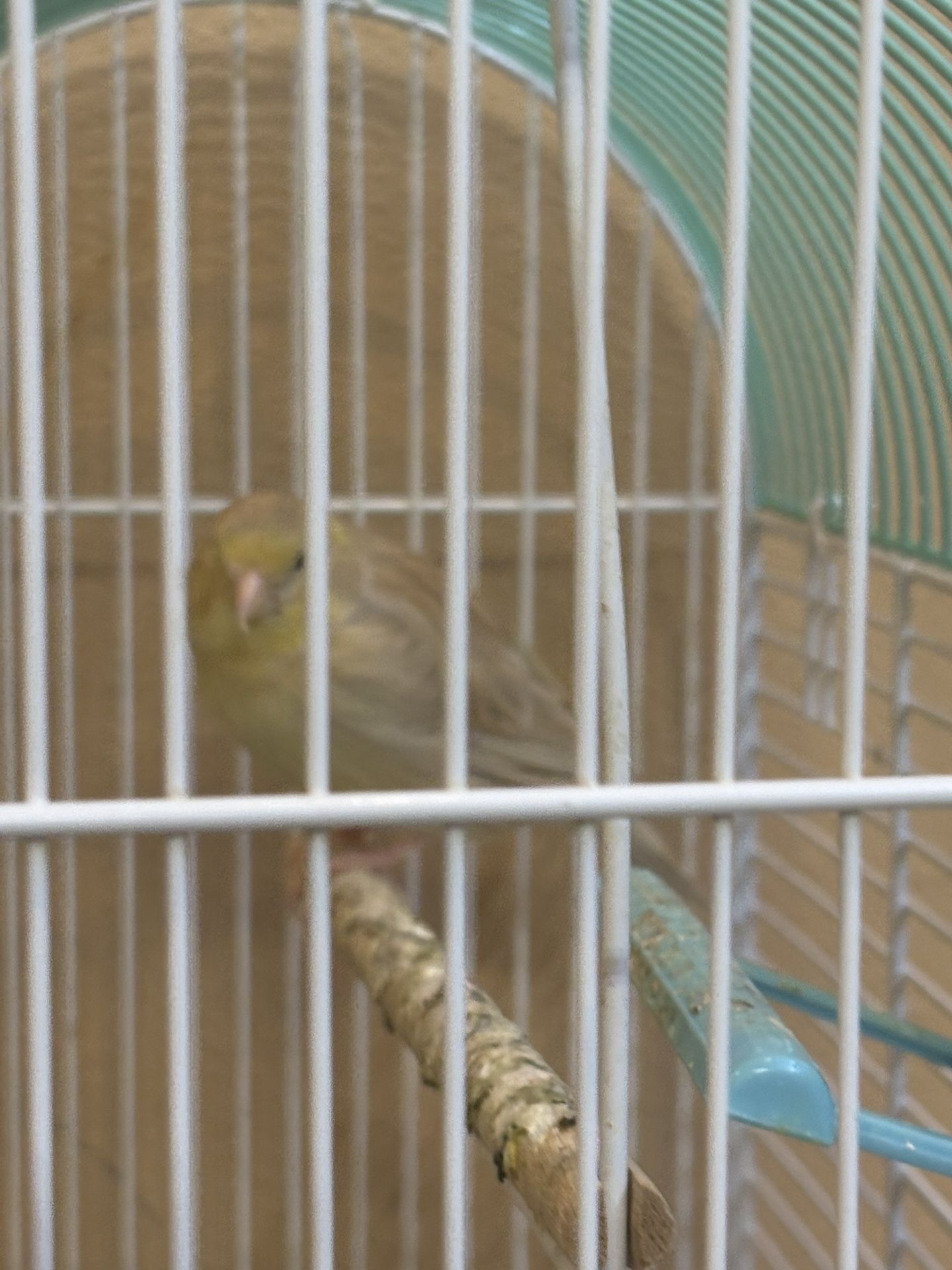 Cage And Bird