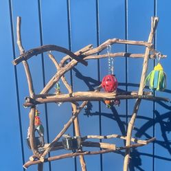 African Grey - Amazon Parrot Perch Tree - The Great Socializer For Mr Feathers ! 👍🏼