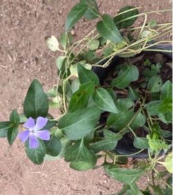 Planta de enredadera