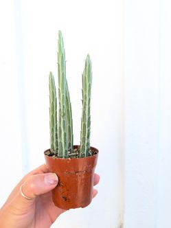Pickle Plant Plant 2" Pot - Indoor House Plants