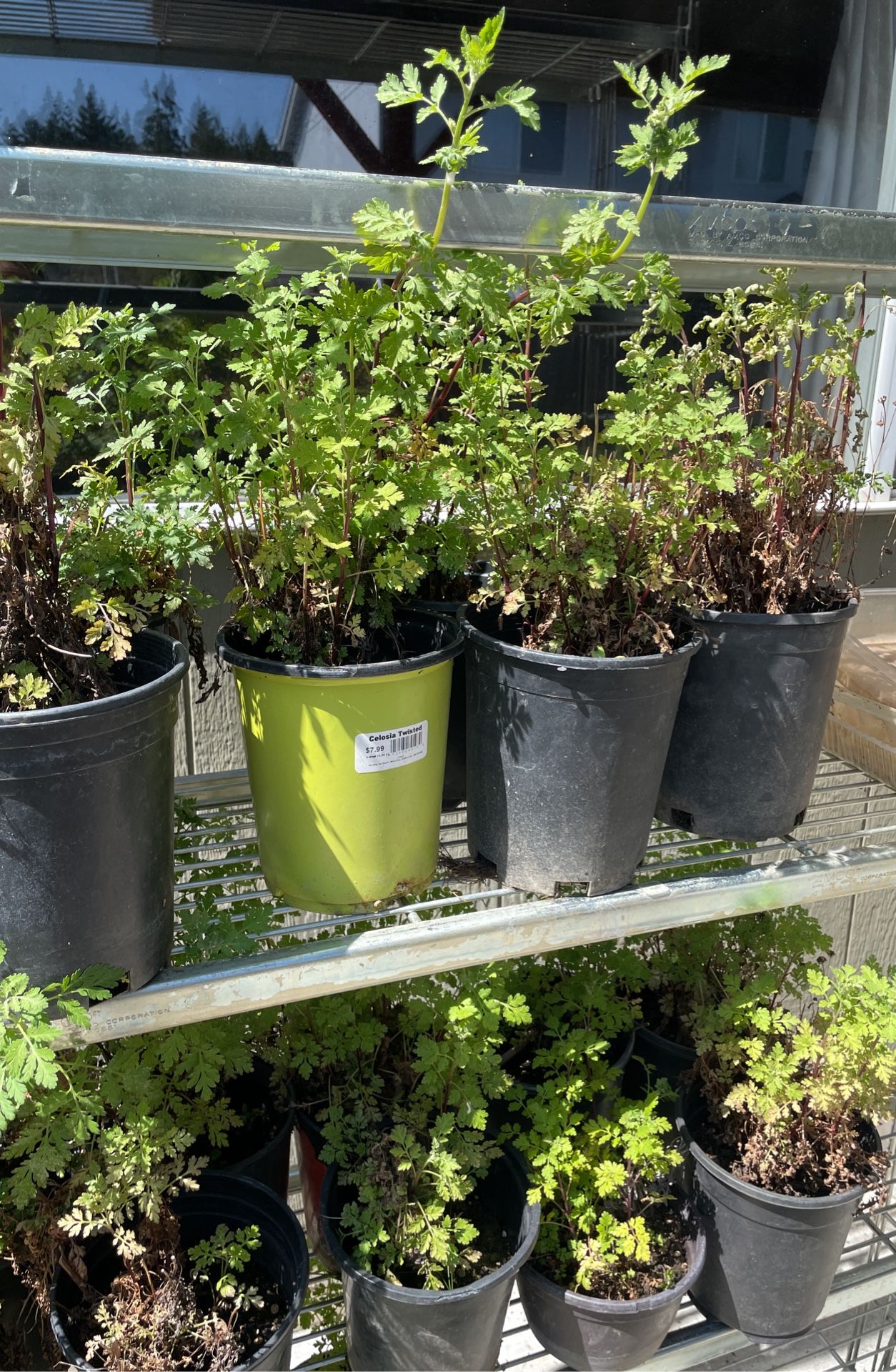 Roman Chamomile