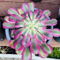 Rare Aeonium Pink Witch