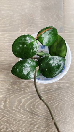 Hoya chelsea cuttings in water, unrooted