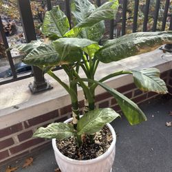Dumb Cane Plant