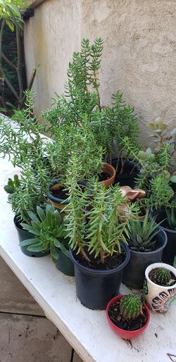 Plant