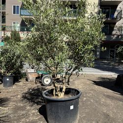 European Fruiting Olive Specimen(Olea europaea ‘Mission’