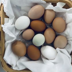 Organic Fed Free Range Chicken Eggs 